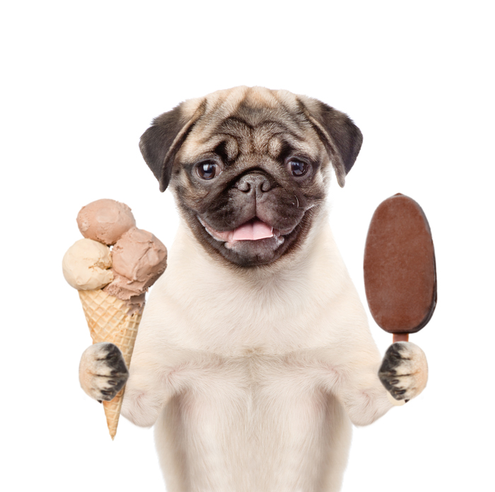 Dog holding Ice Cream