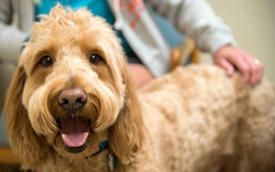 Pet Groomers and Preventative Health Care