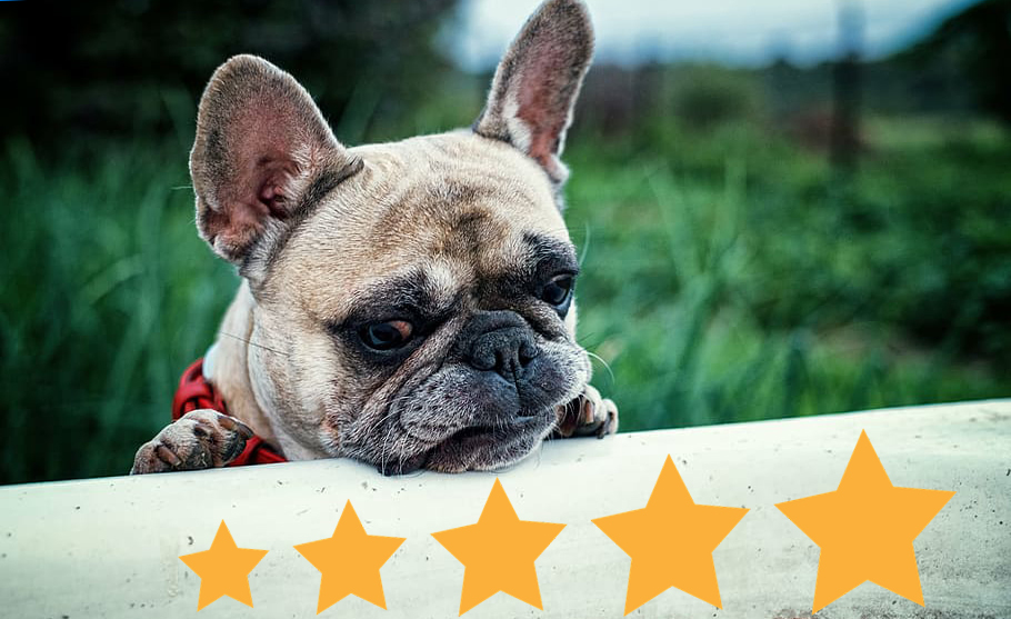 French Bulldog looking at 5 Star review