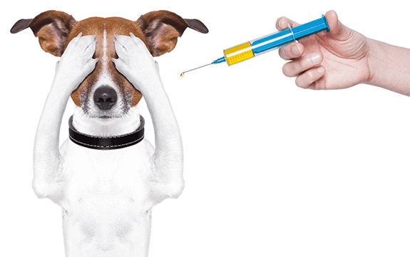 How Over-Vaccination is Viewed by the Pet Care Industry