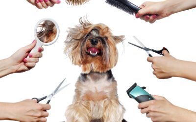 A Career as a Pet Groomer?